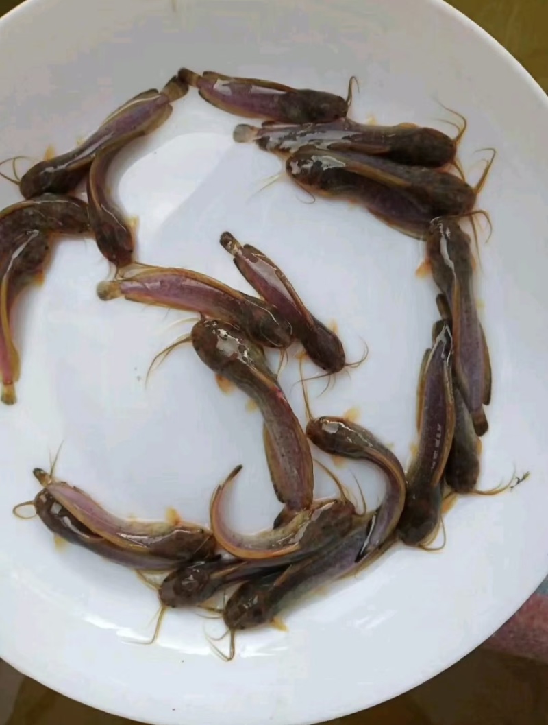 大量批发塘角鱼苗…………………………………