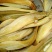 大量批发塘角鱼苗…………………………………