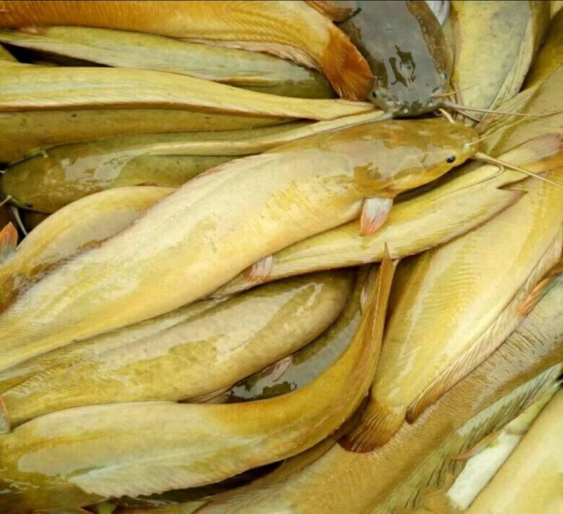 大量批发塘角鱼苗…………………………………