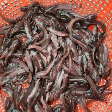 大量批发塘角鱼苗…………………………………