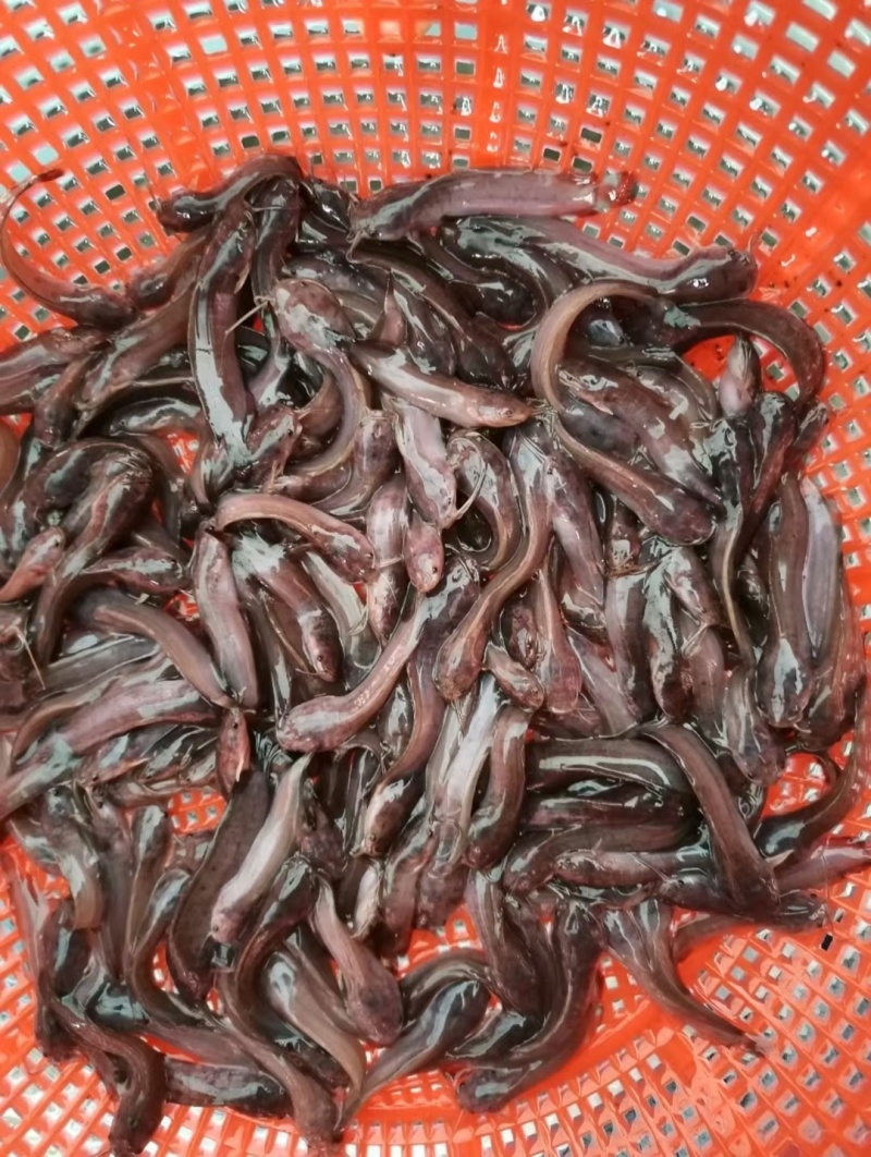 大量批发塘角鱼苗…………………………………