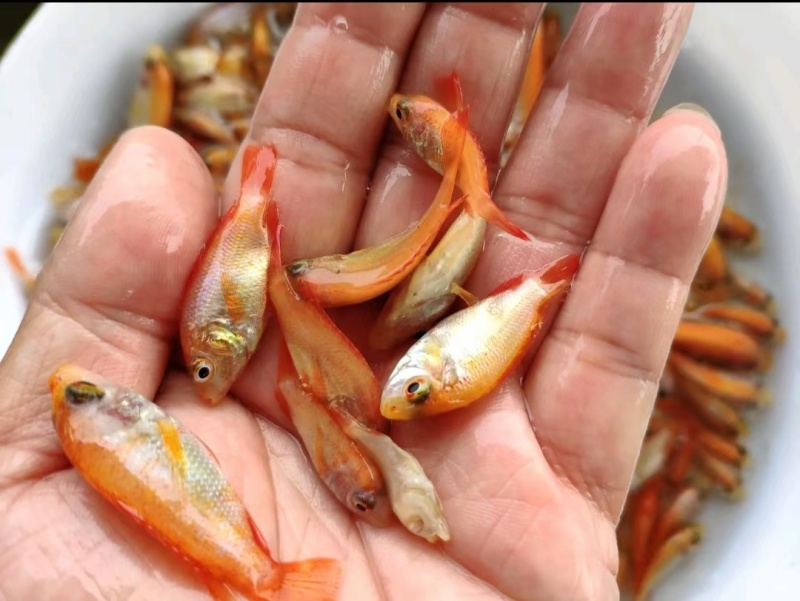 大量批发塘角鱼苗…………………………………