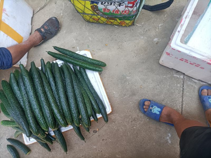 黄瓜，青瓜，有需要的可以联系我，新苗刚刚上市，