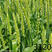 高产小麦优良品种一代原种抗病耐寒矮杆大穗抗倒伏