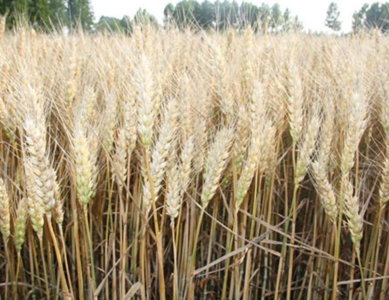 高产小麦优良品种一代原种抗病耐寒矮杆大穗抗倒伏