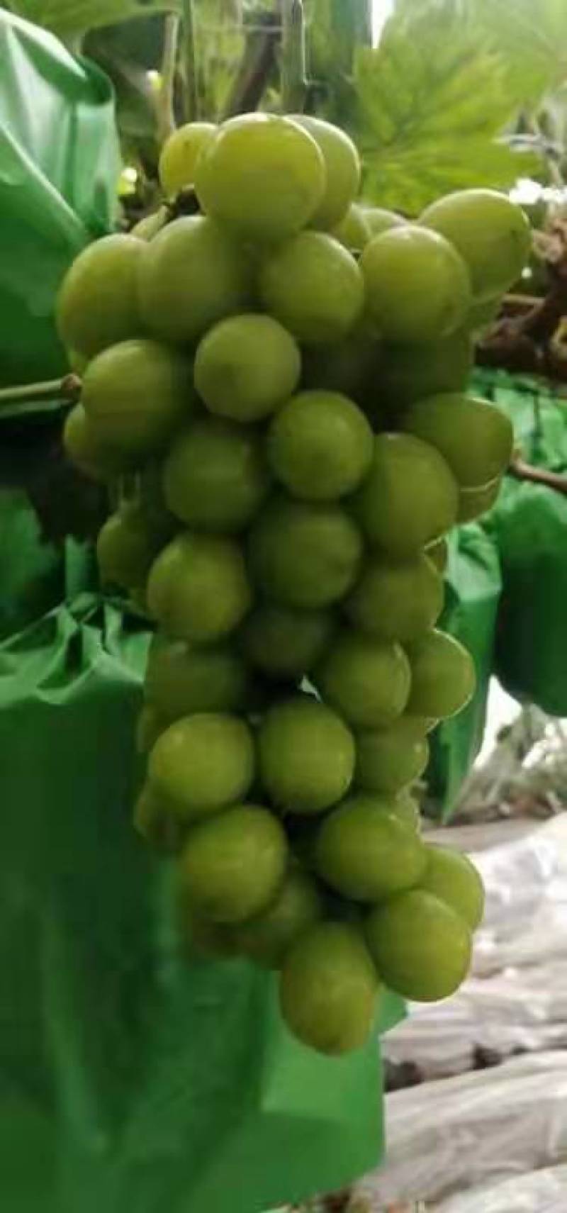 阳光玫瑰葡萄