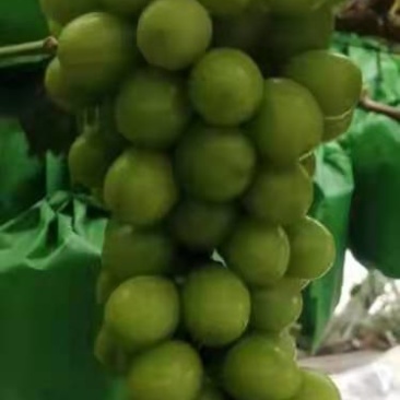 宝鸡阳光玫瑰