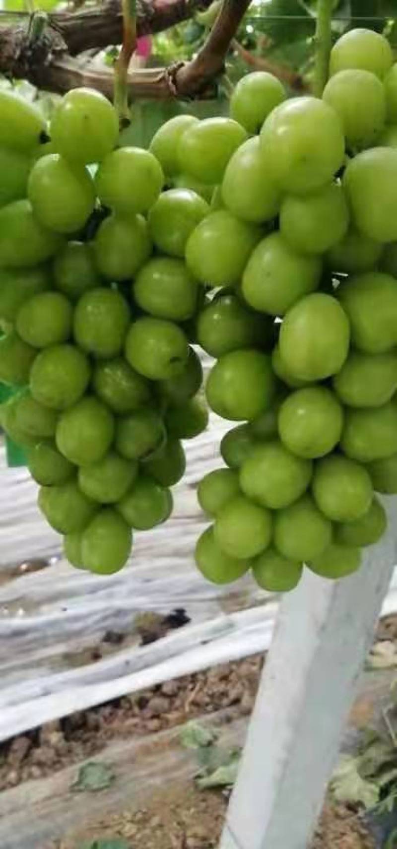 宝鸡阳光玫瑰