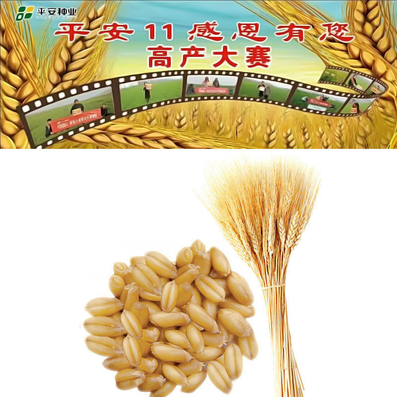 平安11小麦优良品种一代原种高产抗病耐寒矮杆大穗抗倒伏