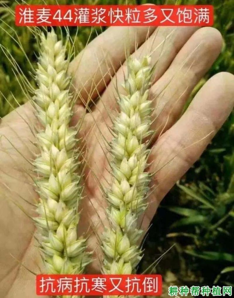 平安11小麦优良品种一代原种高产抗病耐寒矮杆大穗抗倒伏