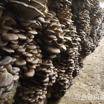 平菇菌种正在热卖，抗病高产，品质上乘，保证质量。