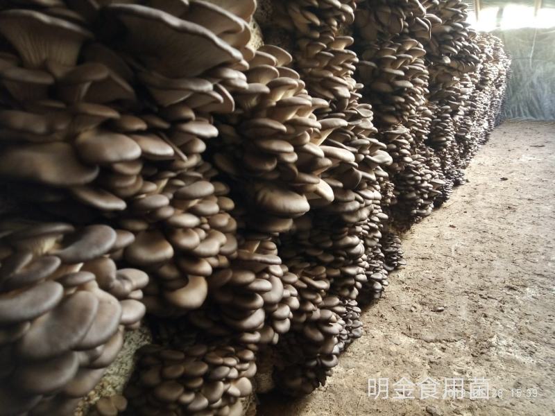 平菇菌种正在热卖，抗病高产，品质上乘，保证质量。