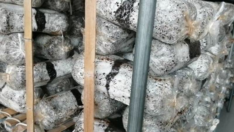 平菇菌种正在热卖，抗病高产，品质上乘，保证质量。