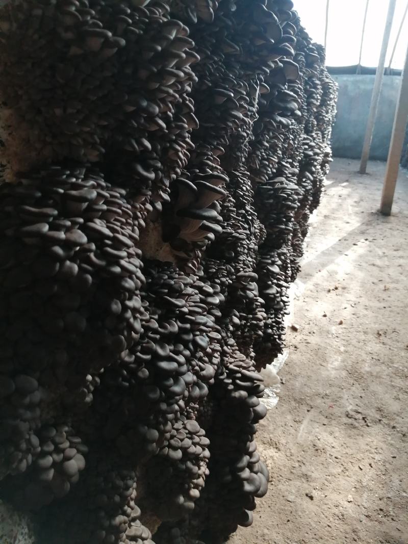 平菇菌种正在热卖，抗病高产，品质上乘，保证质量。