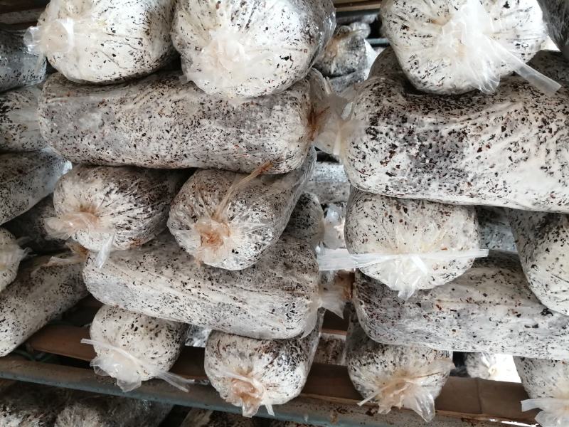 平菇菌种正在热卖，抗病高产，品质上乘，保证质量。