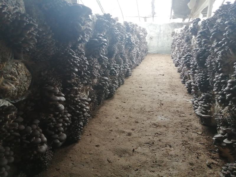 平菇菌种正在热卖，抗病高产，品质上乘，保证质量。