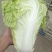 夏阳白菜，抗热王白菜，山东白菜，泰安白菜大量供应