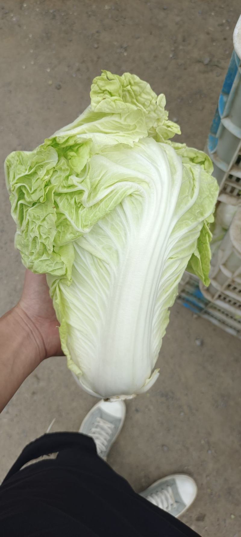 夏阳白菜，抗热王白菜，山东白菜，泰安白菜大量供应