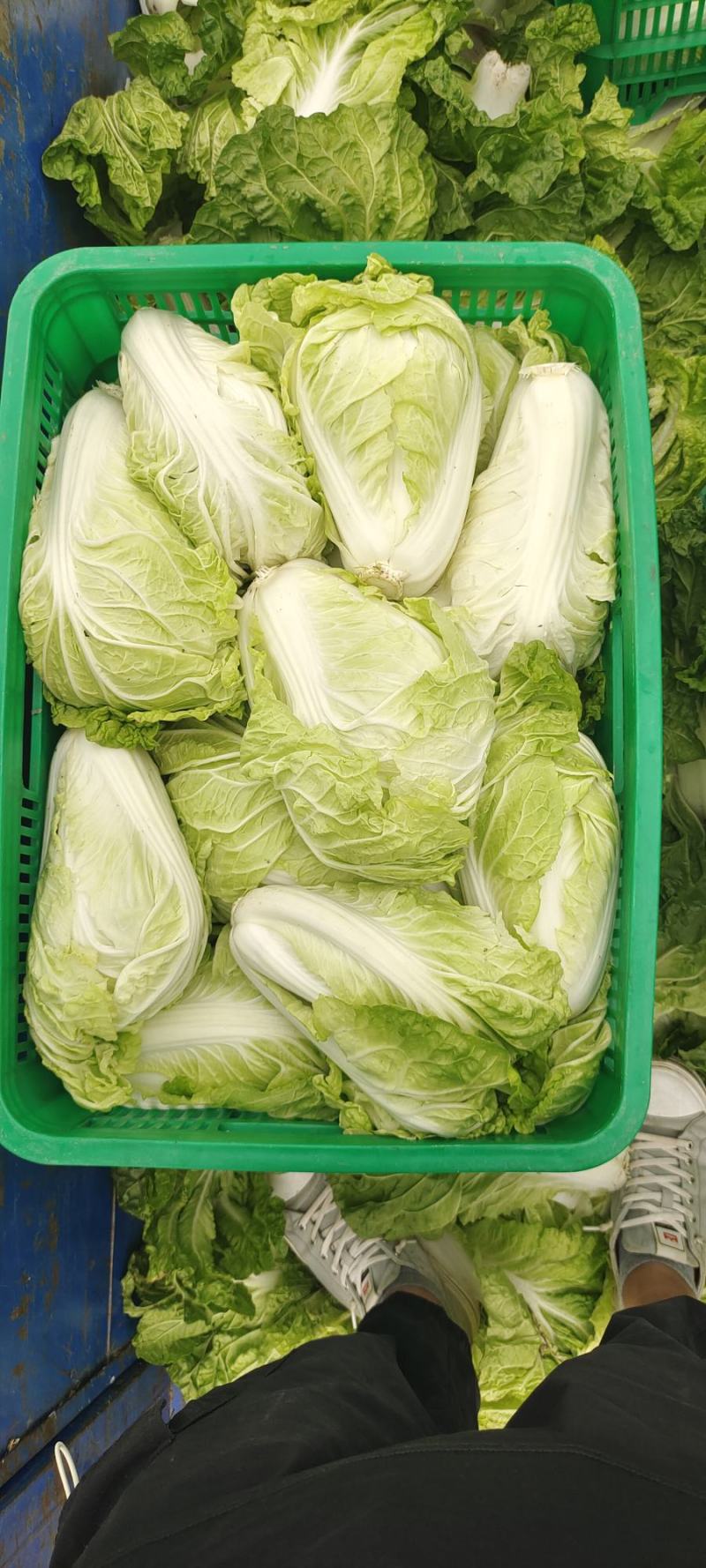 夏阳白菜，抗热王白菜，山东白菜，泰安白菜大量供应