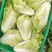 夏阳白菜，抗热王白菜，山东白菜，泰安白菜大量供应