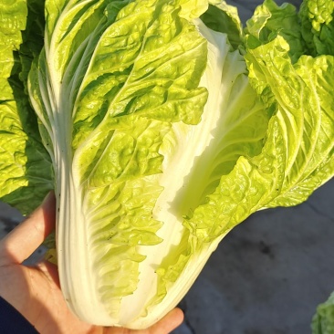 夏阳白菜，抗热王白菜，山东白菜，泰安白菜大量供应