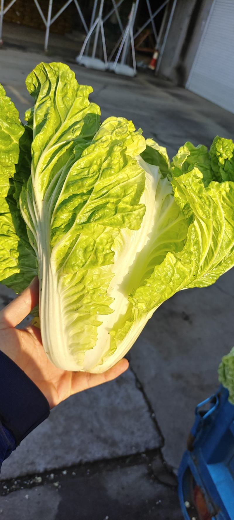 夏阳白菜，抗热王白菜，山东白菜，泰安白菜大量供应