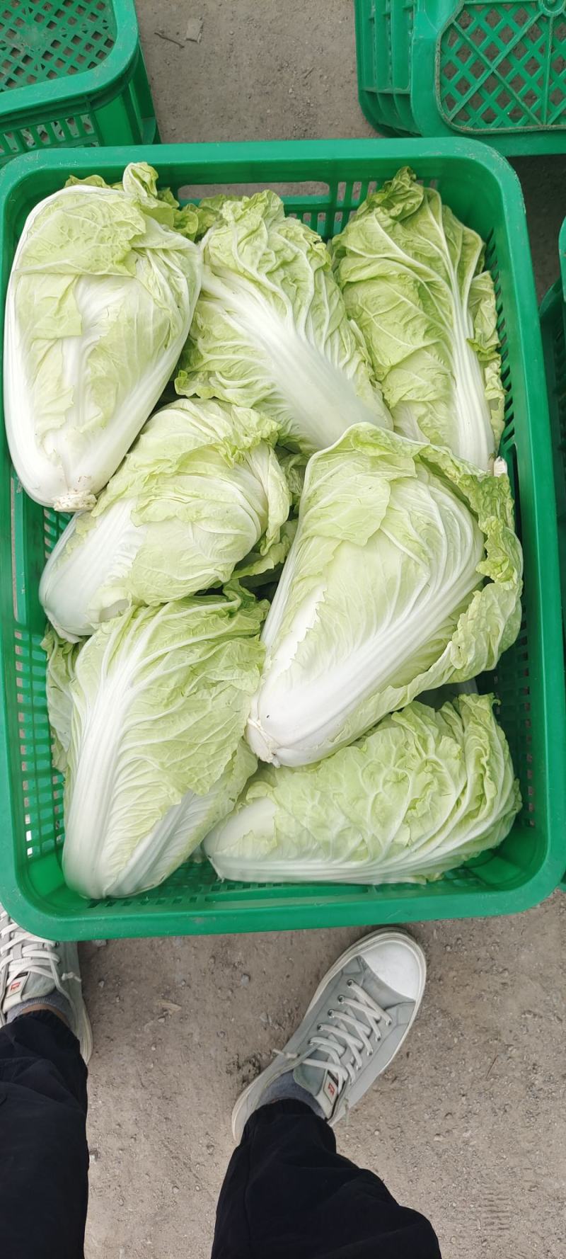 夏阳白菜，抗热王白菜，山东白菜，泰安白菜大量供应