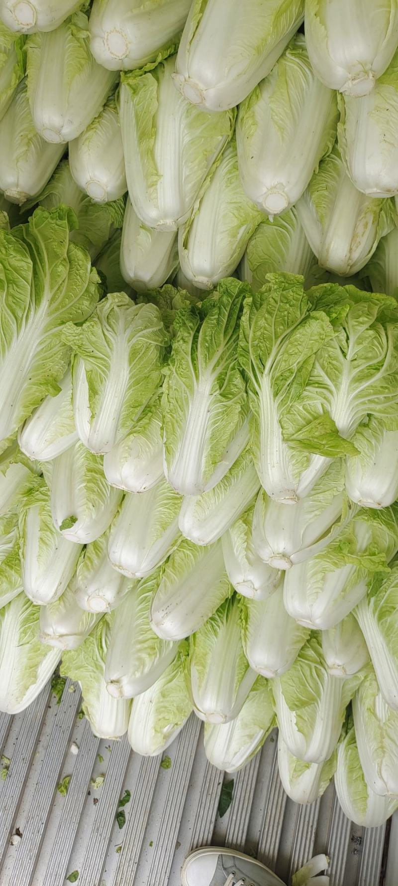 夏阳白菜，抗热王白菜，山东白菜，泰安白菜大量供应
