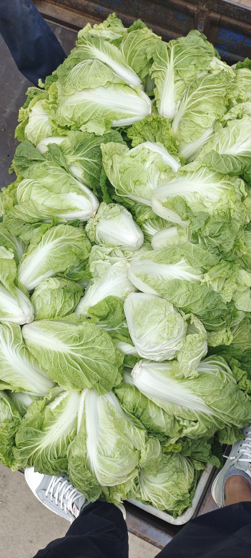 夏阳白菜，抗热王白菜，山东白菜，泰安白菜大量供应