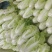 夏阳白菜，抗热王白菜，山东白菜，泰安白菜大量供应