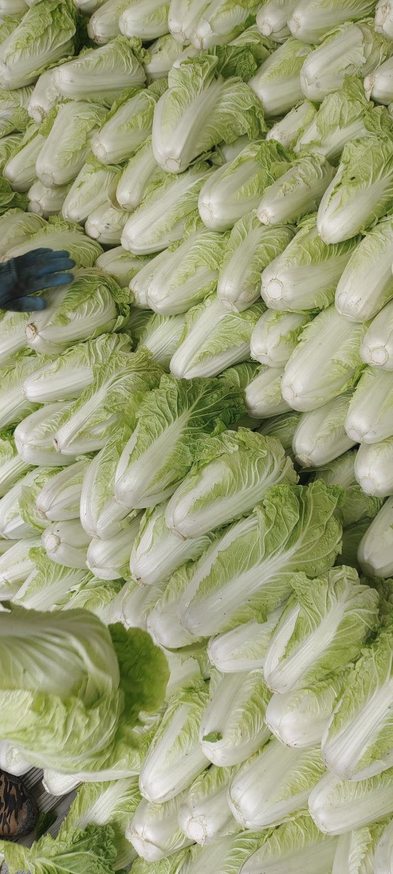 夏阳白菜，抗热王白菜，山东白菜，泰安白菜大量供应