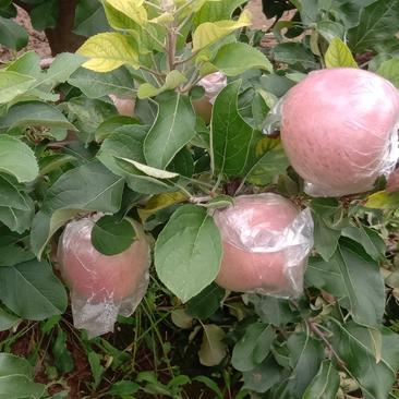 河南省郑州中牟县冰糖心红富士苹果大量上市对外批发价格实惠
