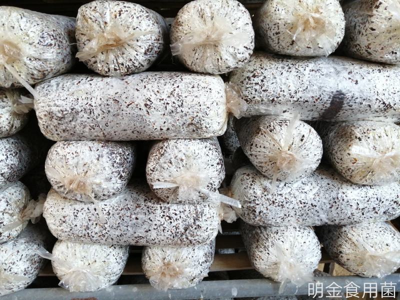 平菇菌种正在热卖，抗病高产，品质上乘，保证质量。