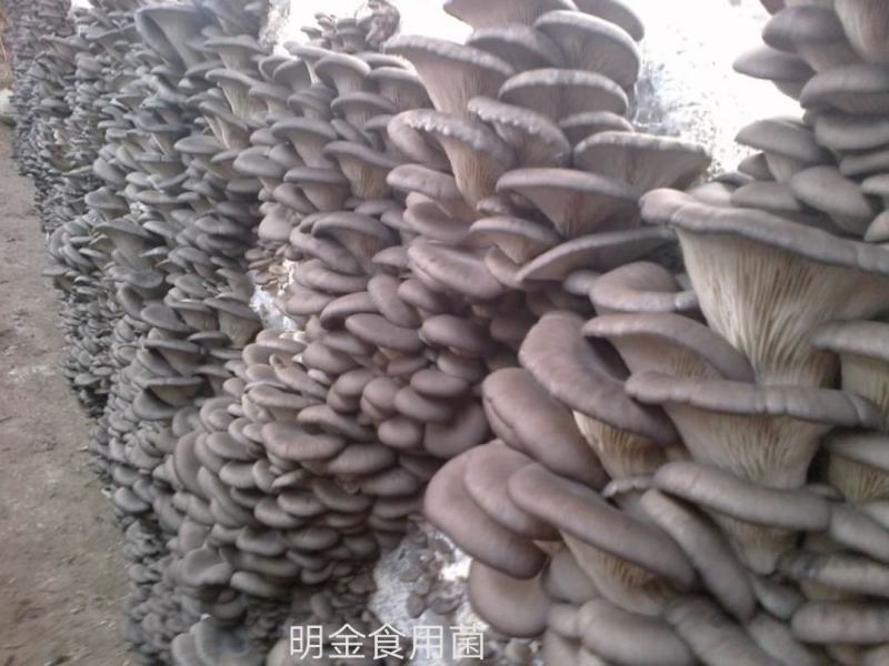 平菇菌种正在热卖，抗病高产，品质上乘，保证质量。