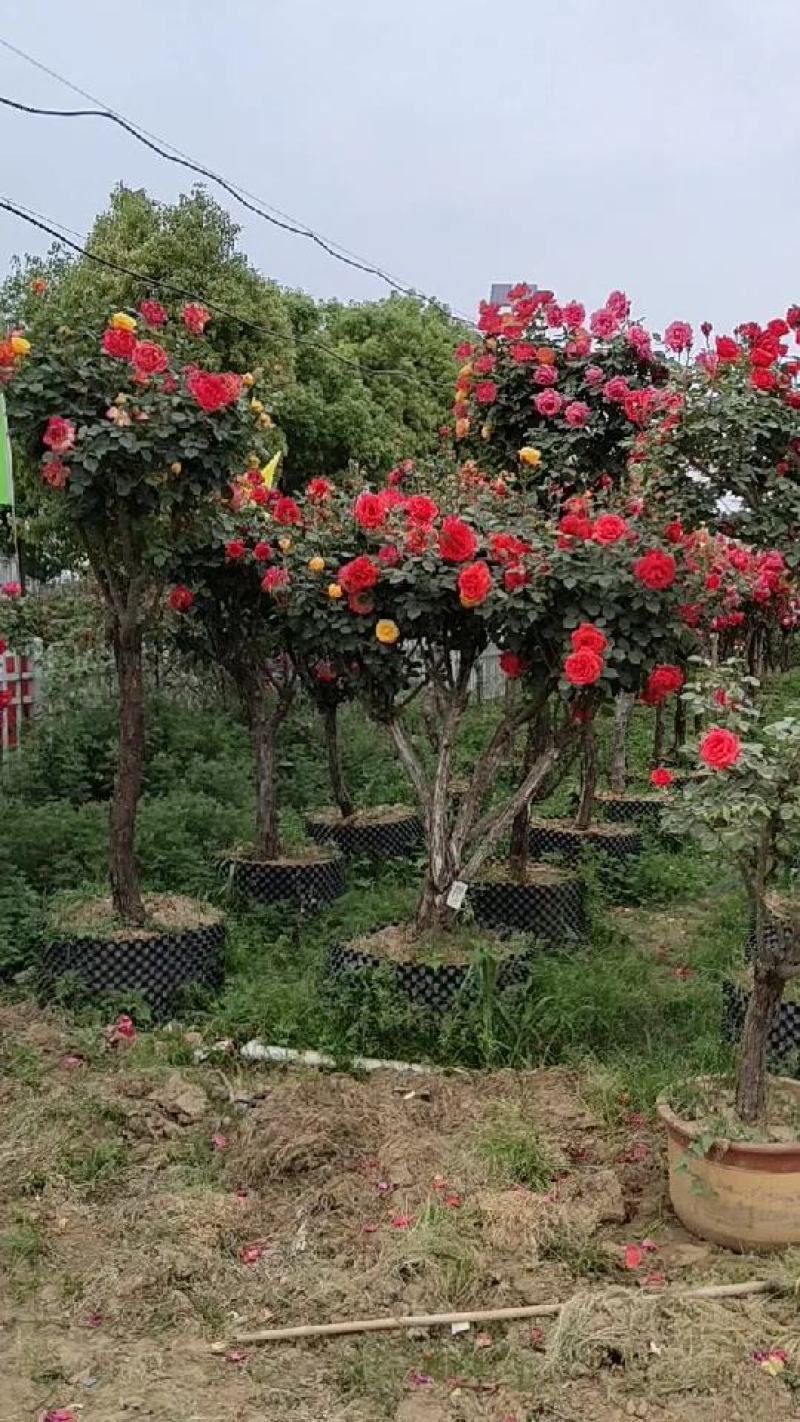 南阳常春月季，树状月季，高杆月季，盆景月季，古桩月季