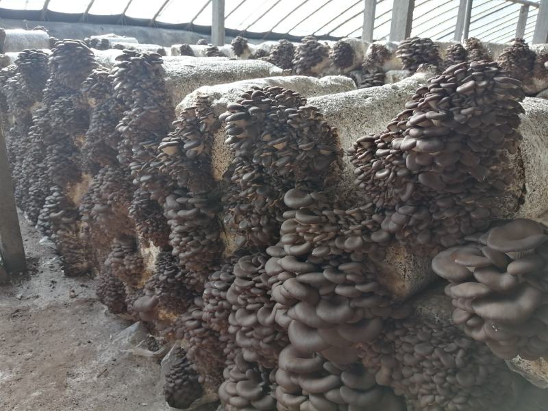 平菇菌种正在热卖，抗病高产，品质上乘，保证质量。