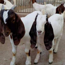 波尔山羊头胎怀孕母羊出售提供技术指导送货到家