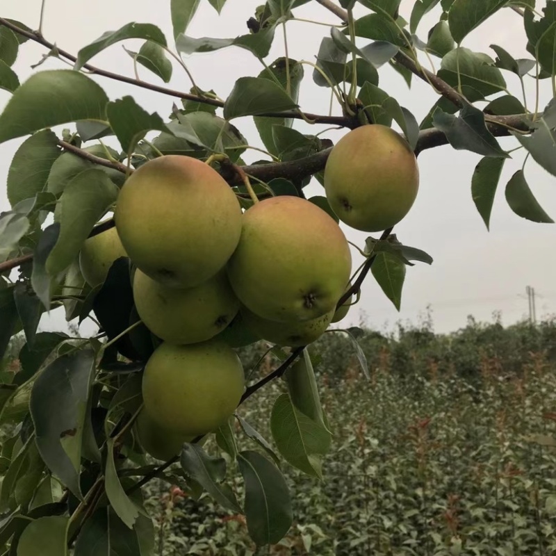 梨树苗早酥红梨晚秋黄梨皇冠梨园黄梨翠玉梨树苗