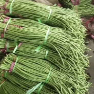 河南豆角，内黄县青条豆角，质量好，产地直供，一手货源