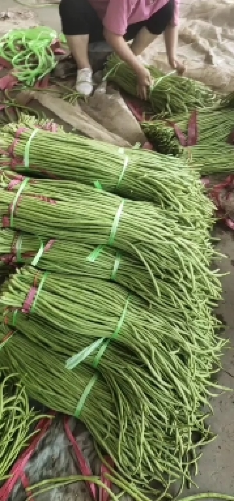 河南豆角，内黄县青条豆角，质量好，产地直供，一手货源