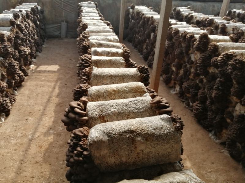 平菇菌种正在热卖，抗病高产，品质上乘，保证质量。