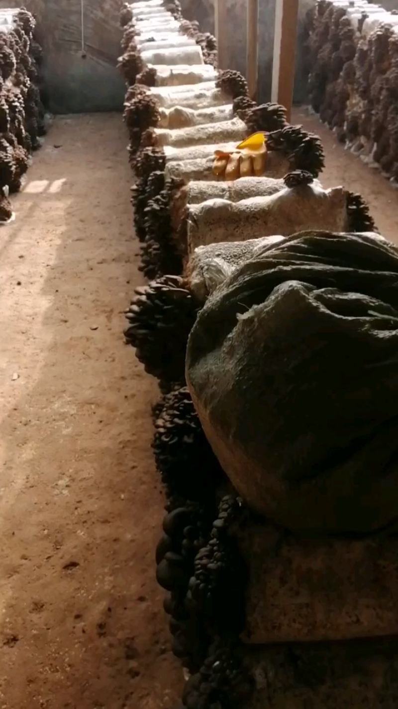 平菇菌种正在热卖，抗病高产，品质上乘，保证质量。