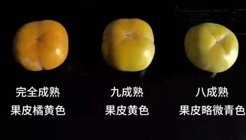 陕西脆甜柿子甜柿子，次郎柿子阳丰柿子3~4两以上产地直供