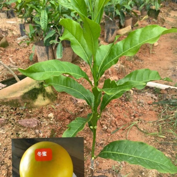 带花早生四季黄晶果冬蜜品种嫁接苗.小小一棵基本都来花