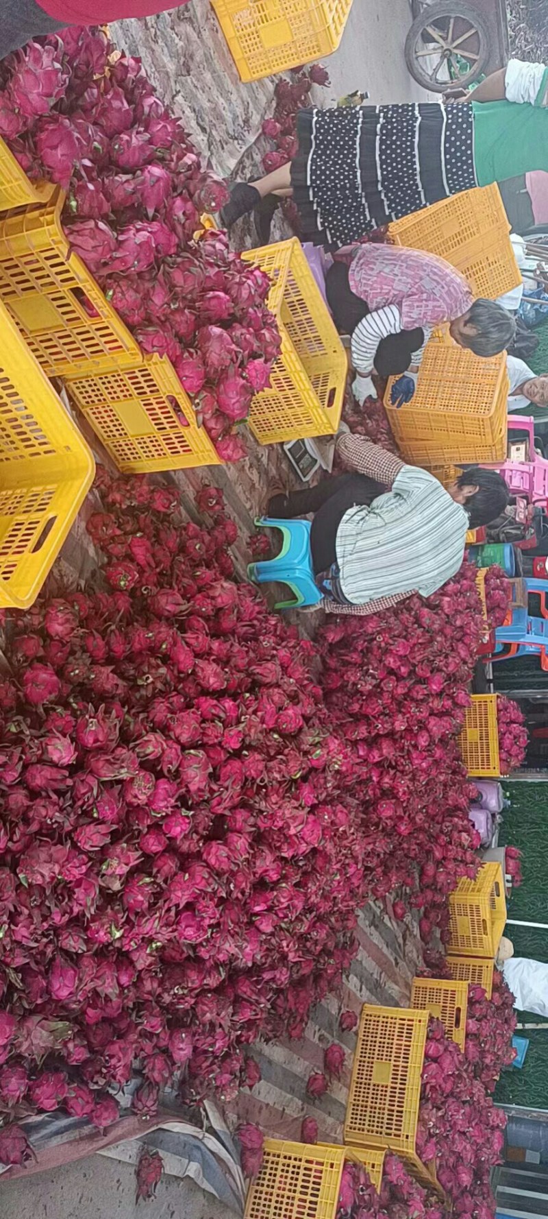 红心火龙果