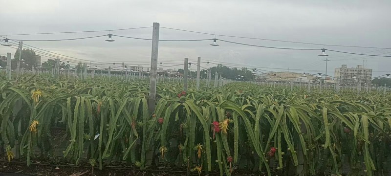 红心火龙果