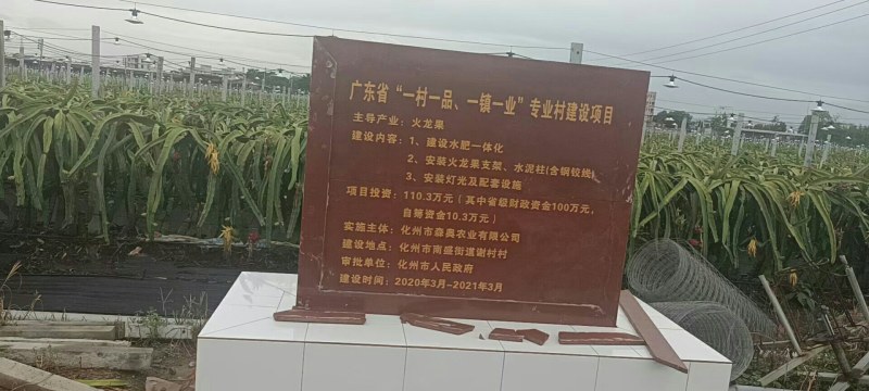 红心火龙果