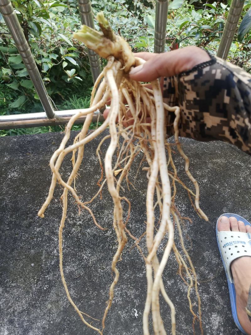 红果参