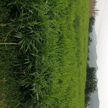 大量生姜，仔姜，老姜，种姜批发，零售，物美价廉
