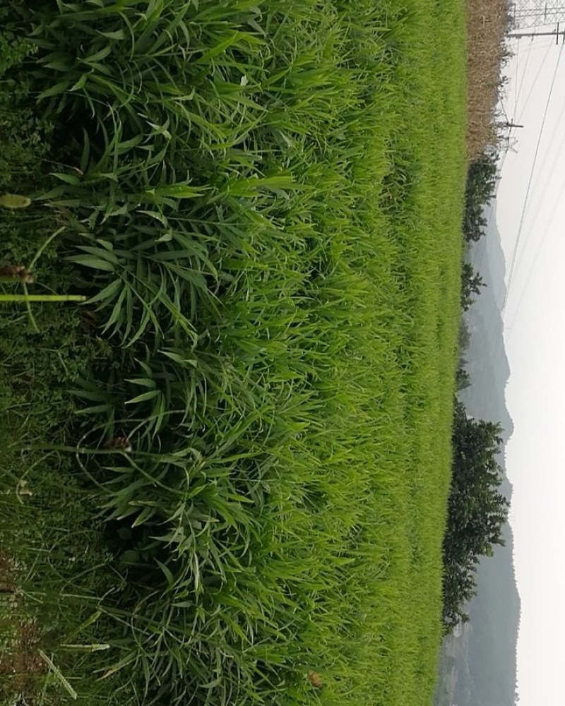 大量生姜，仔姜，老姜，种姜批发，零售，物美价廉